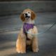 Dog on a leash