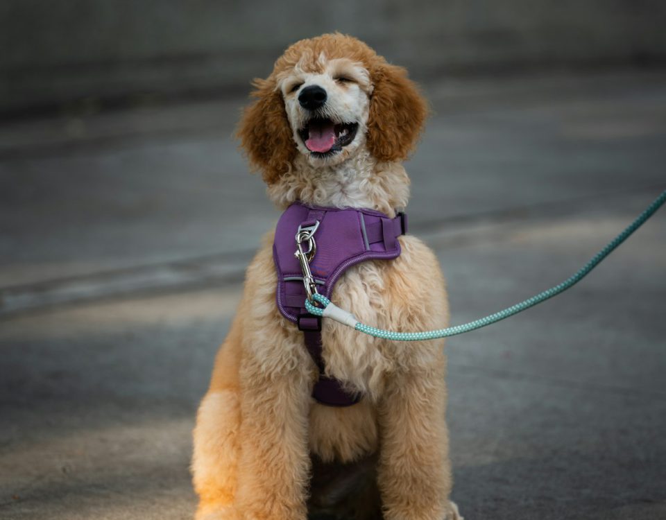 Dog on a leash