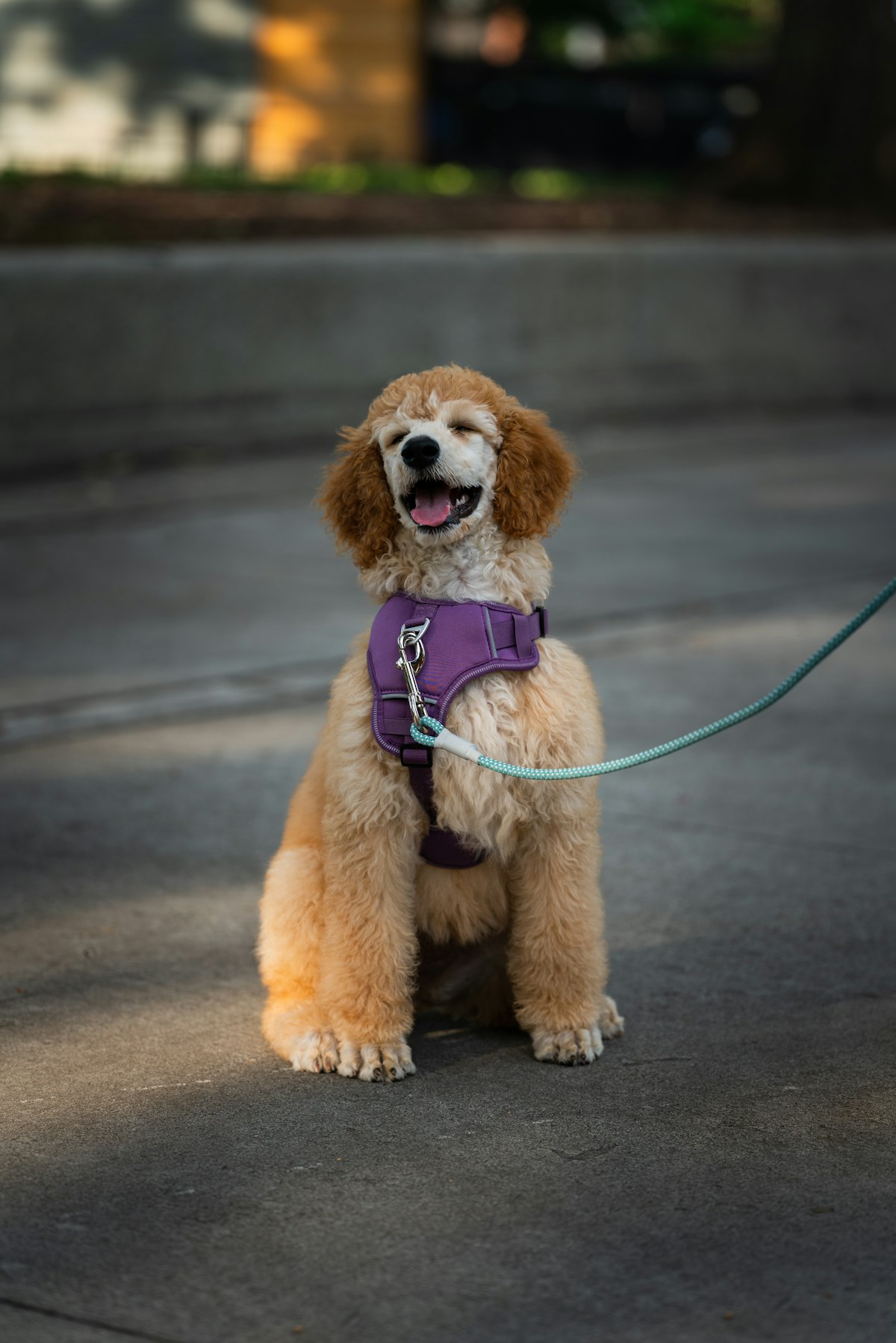 Dog on a leash