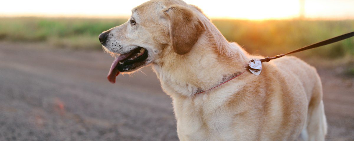 Happy dog