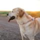 Happy dog