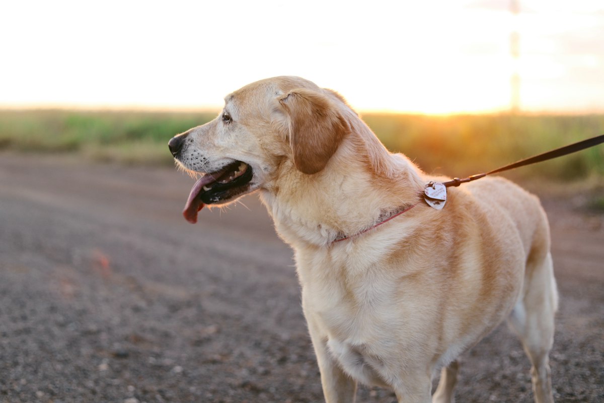 Happy dog